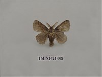 藏品(素刺蛾)的圖片